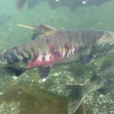In the early 1990s, fewer than 1,000 threatened chum salmon returned to this Washington watershed; recent returns average 32,600 a year as a $9.7 million river restoration nears completion