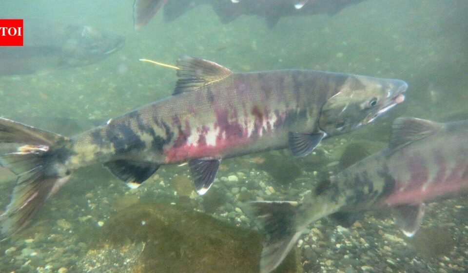 In the early 1990s, fewer than 1,000 threatened chum salmon returned to this Washington watershed; recent returns average 32,600 a year as a $9.7 million river restoration nears completion