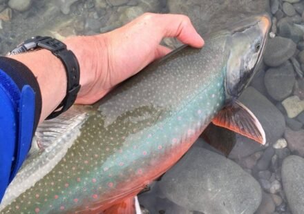Alaska used rotenone to eliminate invasive pike from an entire lake; the pike vanished, and 6,836 Arctic char were later stocked to rebuild the native fishery