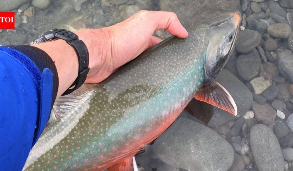 Alaska used rotenone to eliminate invasive pike from an entire lake; the pike vanished, and 6,836 Arctic char were later stocked to rebuild the native fishery