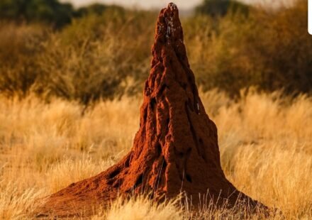 African termites and other creatures construct sophisticated structures without a master plan, relying on local interactions. Research reveals how stigmergy facilitates the emergence of complex architecture, supported by studies on termite nests' intricate designs, showcasing simple behaviors leading to remarkable outcomes in nature. (Representational/Unsplash)