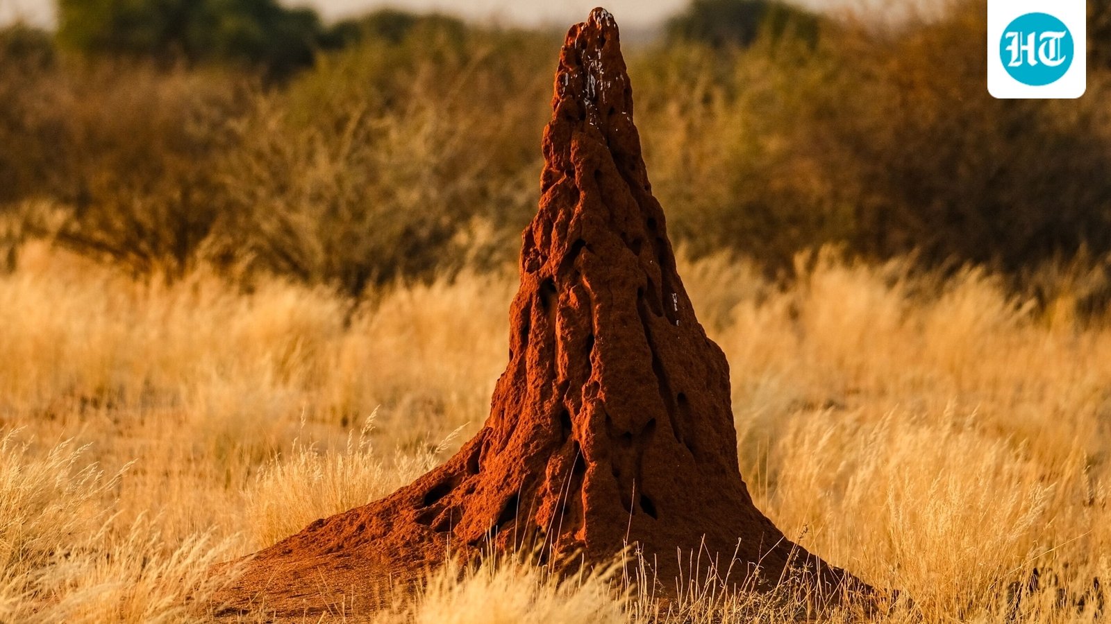 African termites and other creatures construct sophisticated structures without a master plan, relying on local interactions. Research reveals how stigmergy facilitates the emergence of complex architecture, supported by studies on termite nests' intricate designs, showcasing simple behaviors leading to remarkable outcomes in nature. (Representational/Unsplash)