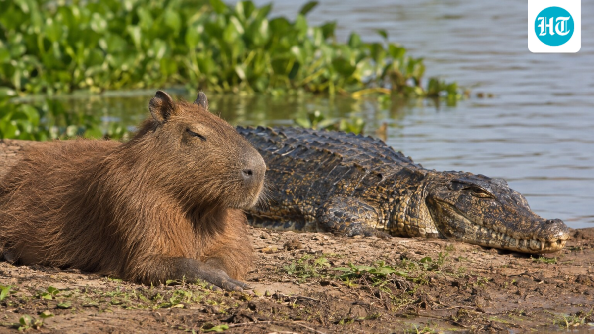 Capybaras coexist near crocodiles and caimans despite being prey. Research reveals capybaras adapt their behavior to live alongside predators, focusing on group living and quick escapes, making predation less beneficial for caimans. This truce is based on calculated risks rather than friendship. (AI- generated/ ChatGPT)