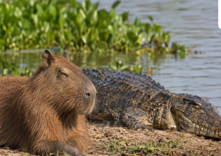 Capybaras coexist near crocodiles and caimans despite being prey. Research reveals capybaras adapt their behavior to live alongside predators, focusing on group living and quick escapes, making predation less beneficial for caimans. This truce is based on calculated risks rather than friendship. (AI- generated/ ChatGPT)