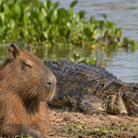 Capybaras coexist near crocodiles and caimans despite being prey. Research reveals capybaras adapt their behavior to live alongside predators, focusing on group living and quick escapes, making predation less beneficial for caimans. This truce is based on calculated risks rather than friendship. (AI- generated/ ChatGPT)