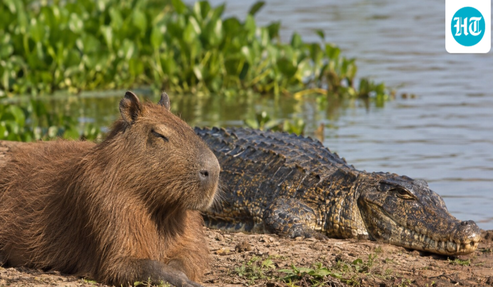 Capybaras coexist near crocodiles and caimans despite being prey. Research reveals capybaras adapt their behavior to live alongside predators, focusing on group living and quick escapes, making predation less beneficial for caimans. This truce is based on calculated risks rather than friendship. (AI- generated/ ChatGPT)