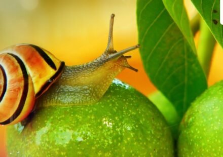 A South American freshwater snail, Pomacea canaliculata, can regenerate a complete camera-type eye within a month, according to a Nature Communications study. Its complex eye structure makes it unique among regenerating species, offering insights into potential human eye repair mechanisms. (Representational/Unsplash)