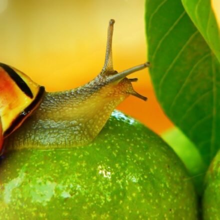 A South American freshwater snail, Pomacea canaliculata, can regenerate a complete camera-type eye within a month, according to a Nature Communications study. Its complex eye structure makes it unique among regenerating species, offering insights into potential human eye repair mechanisms. (Representational/Unsplash)