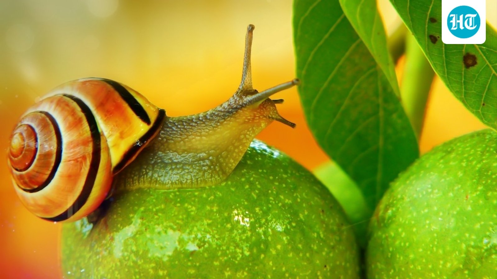 A South American freshwater snail, Pomacea canaliculata, can regenerate a complete camera-type eye within a month, according to a Nature Communications study. Its complex eye structure makes it unique among regenerating species, offering insights into potential human eye repair mechanisms. (Representational/Unsplash)