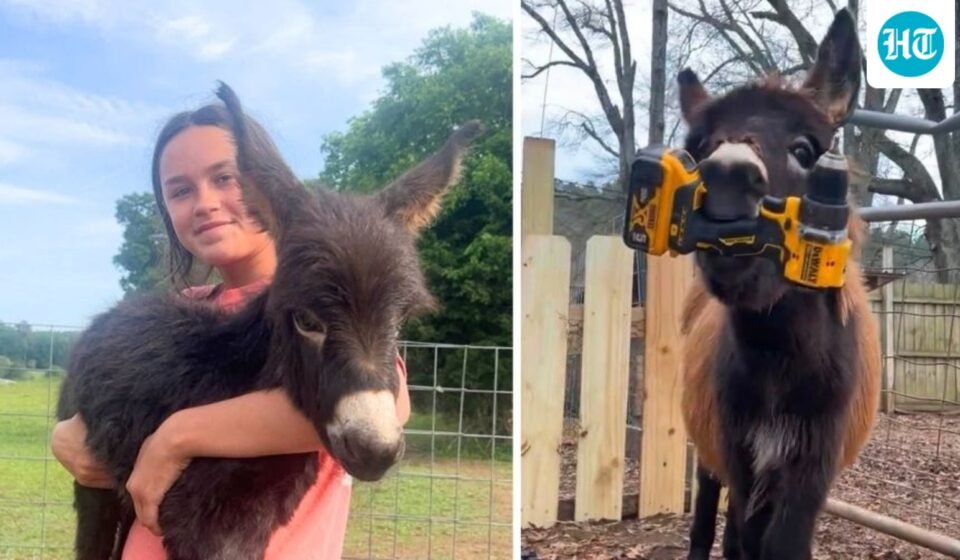Who is Hannah Israel? Heartbroken owner speaks out after beloved donkey HeeHaw is killed by cop (Hannah Israel/Facebook, Elsberry Riding and Farm/Facebook )