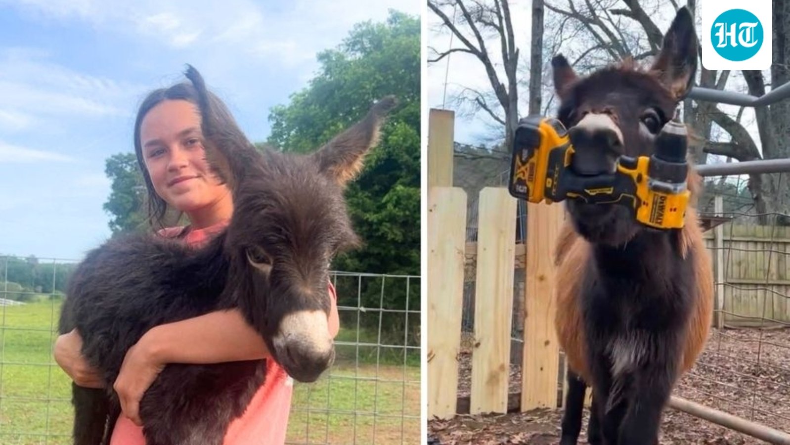 Who is Hannah Israel? Heartbroken owner speaks out after beloved donkey HeeHaw is killed by cop (Hannah Israel/Facebook, Elsberry Riding and Farm/Facebook )
