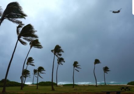 Palm trees bend from strong winds amid Hurricane Lowell heading towards Hawaii. (AFP)