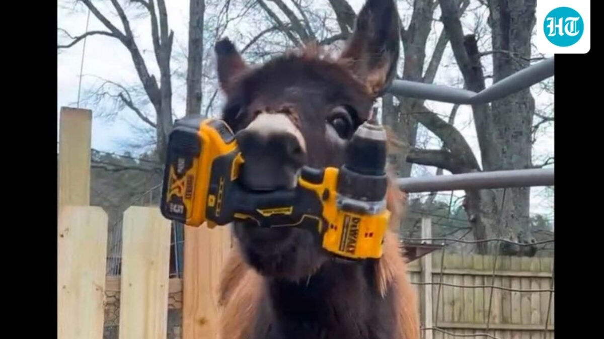Five things about Georgia cop who killed beloved donkey HeeHaw as he breaks silence (Elsberry Riding and Farm/Facebook)