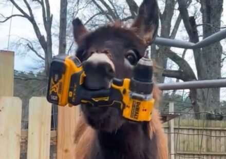 Five things about Georgia cop who killed beloved donkey HeeHaw as he breaks silence (Elsberry Riding and Farm/Facebook)