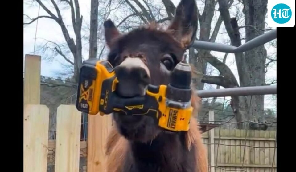 Five things about Georgia cop who killed beloved donkey HeeHaw as he breaks silence (Elsberry Riding and Farm/Facebook)