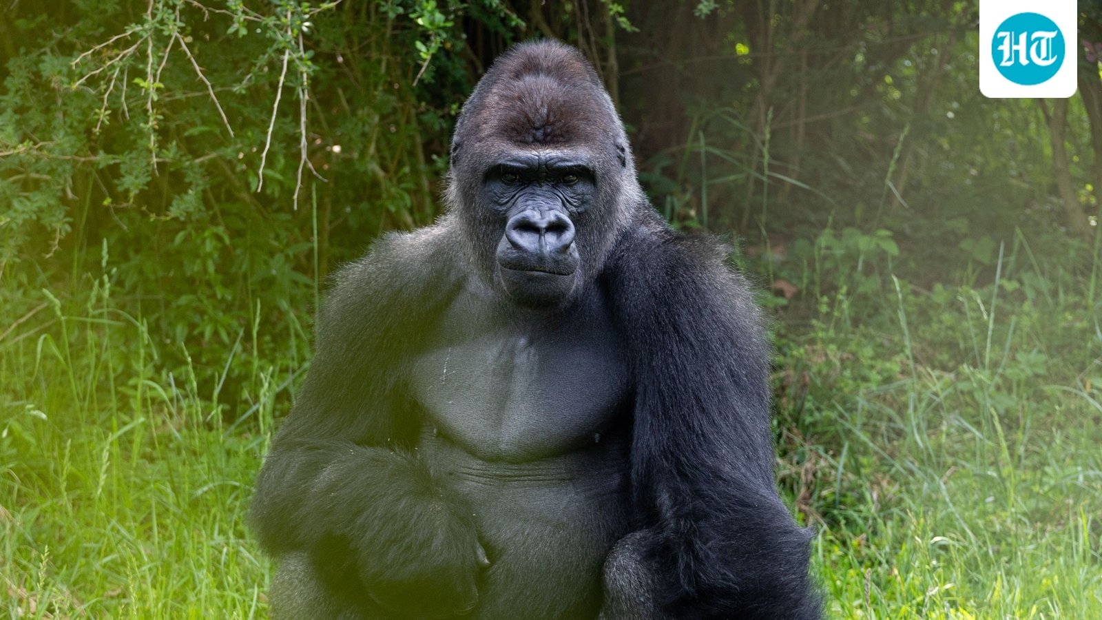 Bakari the boss: 5 thing about Disney's new silverback gorilla at Animal Kingdom (Pexel - representational image)