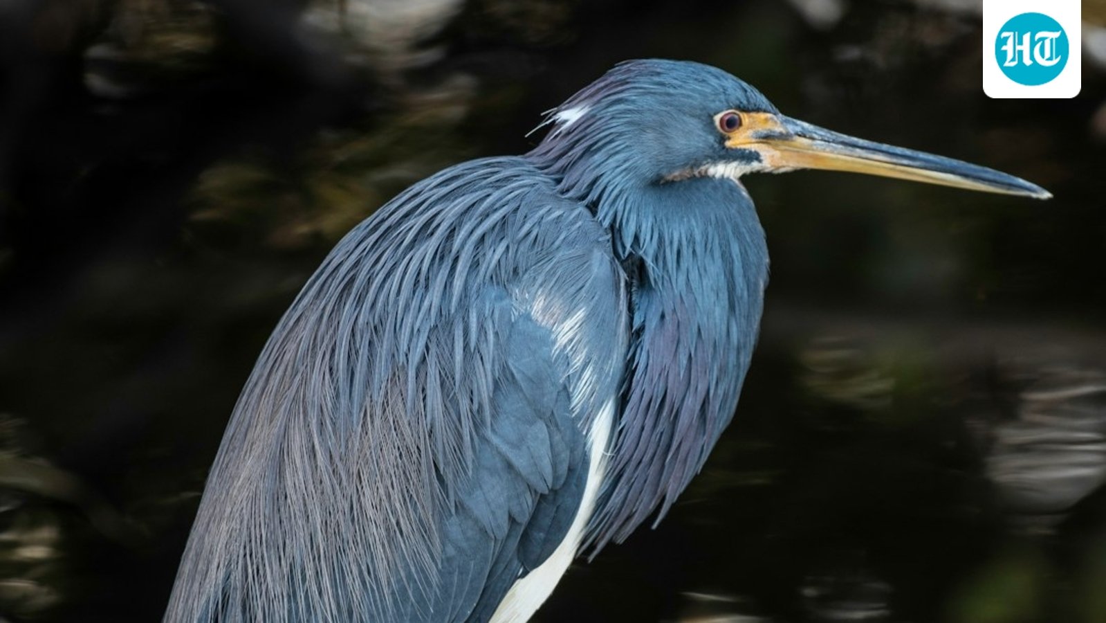 A study reclassifies the Galápagos lava heron as its own species, not a subspecies of the striated heron. Genetic testing shows it shares closer ties with green herons, highlighting evolutionary complexities in the unique ecosystems of the Galápagos Islands. (Representational/Unsplash)