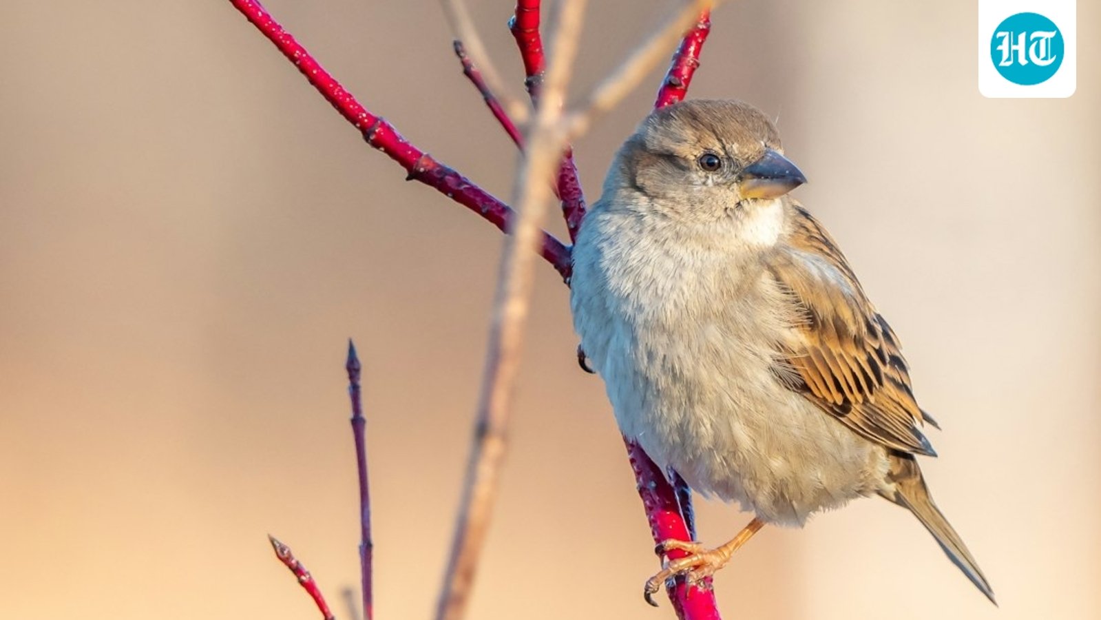 A modest introduction of house sparrows in Brooklyn in 1851 led to their successful spread throughout North America. (Representational/Unsplash)