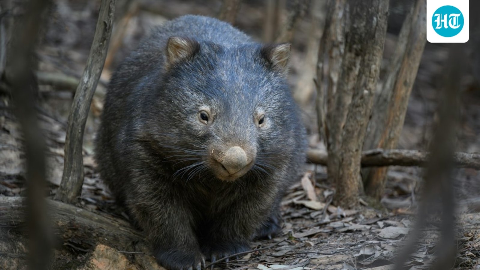 Wombats' cubic droppings result from uneven stiffness in their intestines, aiding territorial markings. Research indicates that their lengthy digestion process supports this shape, potentially influencing future techniques in crafting soft materials without molds. (Representational/Unsplash)