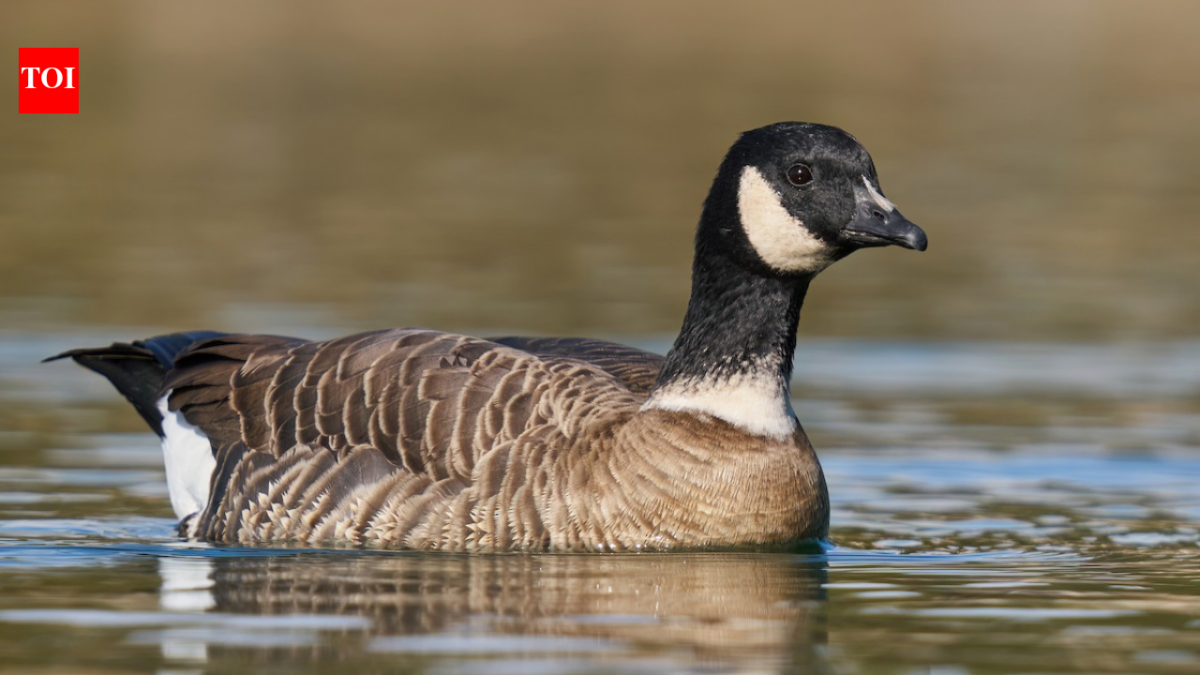 In 1975, fewer than 800 Aleutian cackling geese remained; fox removal and habitat protection helped the population rebound to around 200,000, and regulated hunting later returned