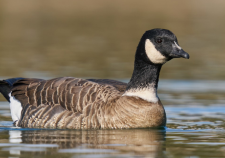 In 1975, fewer than 800 Aleutian cackling geese remained; fox removal and habitat protection helped the population rebound to around 200,000, and regulated hunting later returned