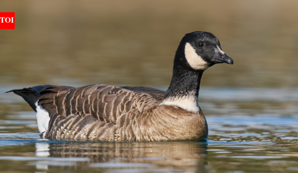 In 1975, fewer than 800 Aleutian cackling geese remained; fox removal and habitat protection helped the population rebound to around 200,000, and regulated hunting later returned
