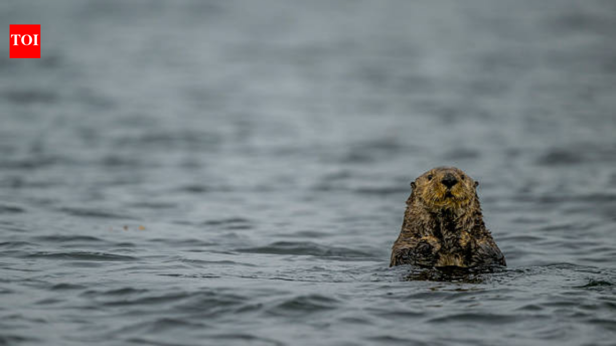 Sea Otters were successfully reintroduced in Canada after their extinction due to fur trade, protecting the kelp populations; but now they are threatening a 'local delicacy'