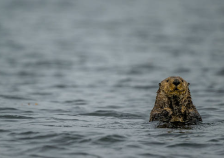 Sea Otters were successfully reintroduced in Canada after their extinction due to fur trade, protecting the kelp populations; but now they are threatening a 'local delicacy'