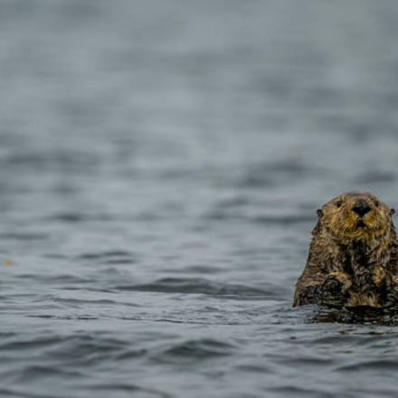 Sea Otters were successfully reintroduced in Canada after their extinction due to fur trade, protecting the kelp populations; but now they are threatening a 'local delicacy'