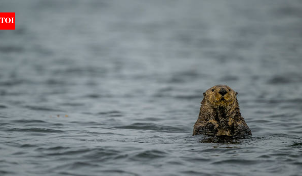 Sea Otters were successfully reintroduced in Canada after their extinction due to fur trade, protecting the kelp populations; but now they are threatening a 'local delicacy'