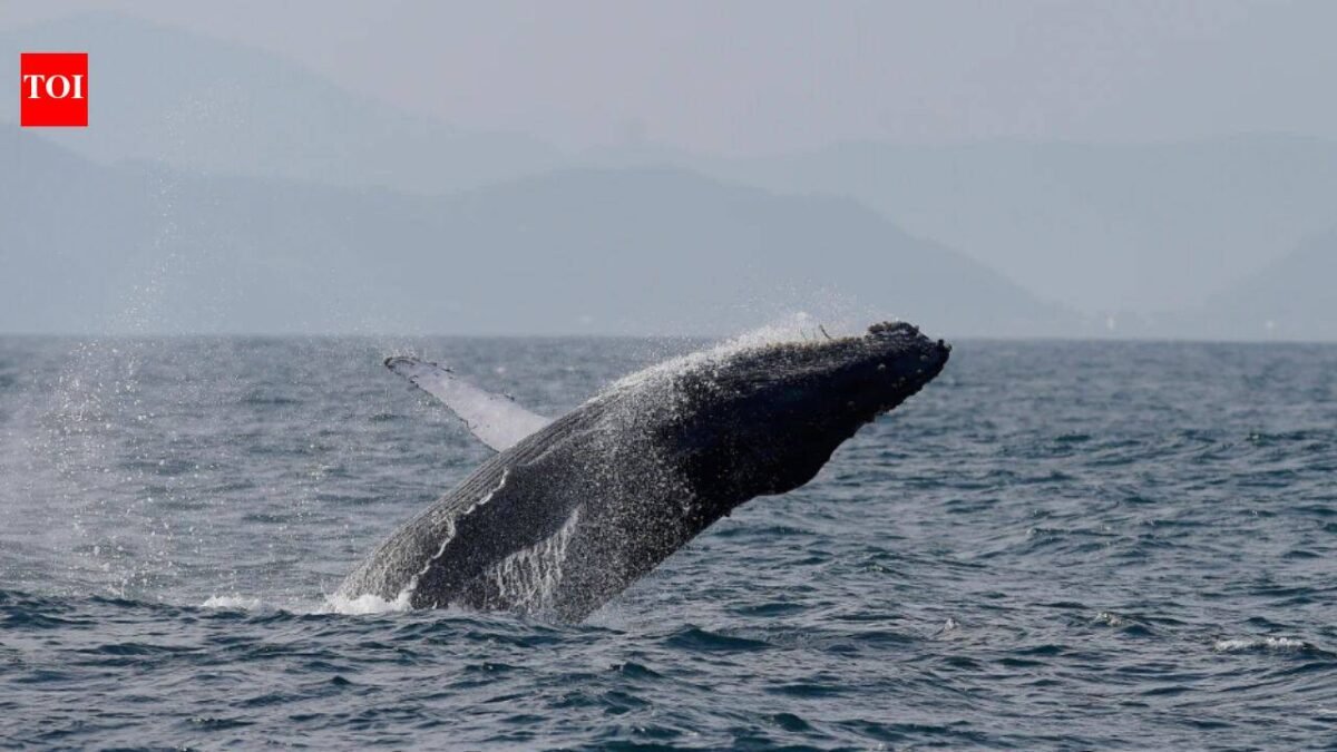 Once hunted to near extinction, Brazil’s humpback whales make a stunning comeback, population surges from just 2,000 to nearly 35,000 in two decades