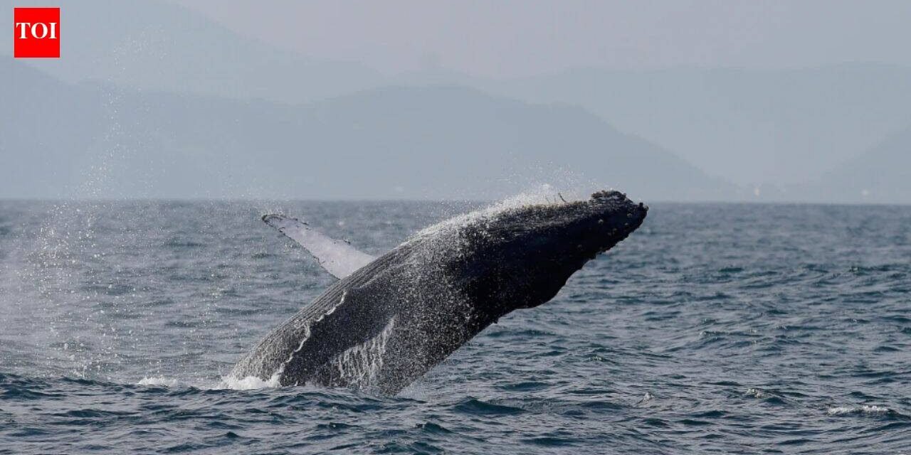 Once hunted to near extinction, Brazil’s humpback whales make a stunning comeback, population surges from just 2,000 to nearly 35,000 in two decades