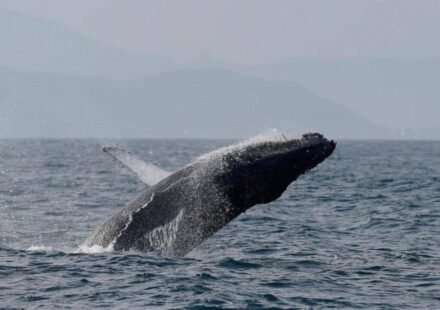 Once hunted to near extinction, Brazil’s humpback whales make a stunning comeback, population surges from just 2,000 to nearly 35,000 in two decades