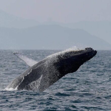 Once hunted to near extinction, Brazil’s humpback whales make a stunning comeback, population surges from just 2,000 to nearly 35,000 in two decades