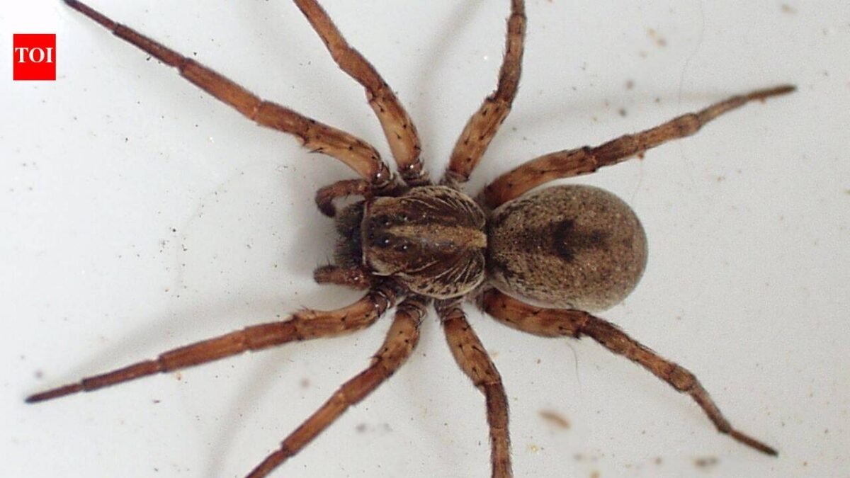 Scientists tested spiders as living DNA traps; their stomach contents can reveal which insects and other animals are living around them