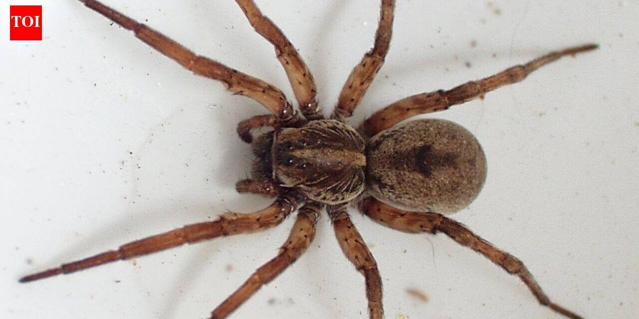 Scientists tested spiders as living DNA traps; their stomach contents can reveal which insects and other animals are living around them