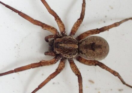 Scientists tested spiders as living DNA traps; their stomach contents can reveal which insects and other animals are living around them