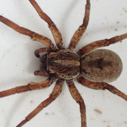 Scientists tested spiders as living DNA traps; their stomach contents can reveal which insects and other animals are living around them