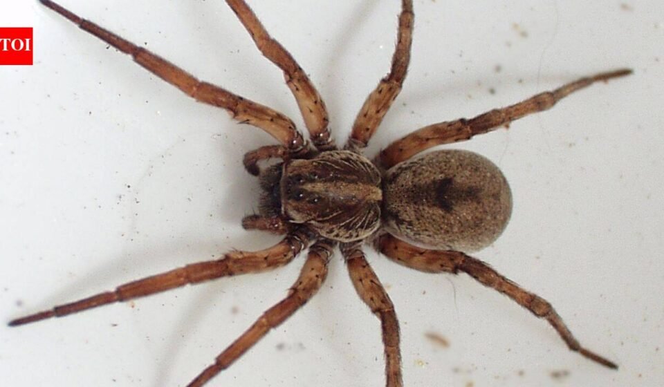 Scientists tested spiders as living DNA traps; their stomach contents can reveal which insects and other animals are living around them