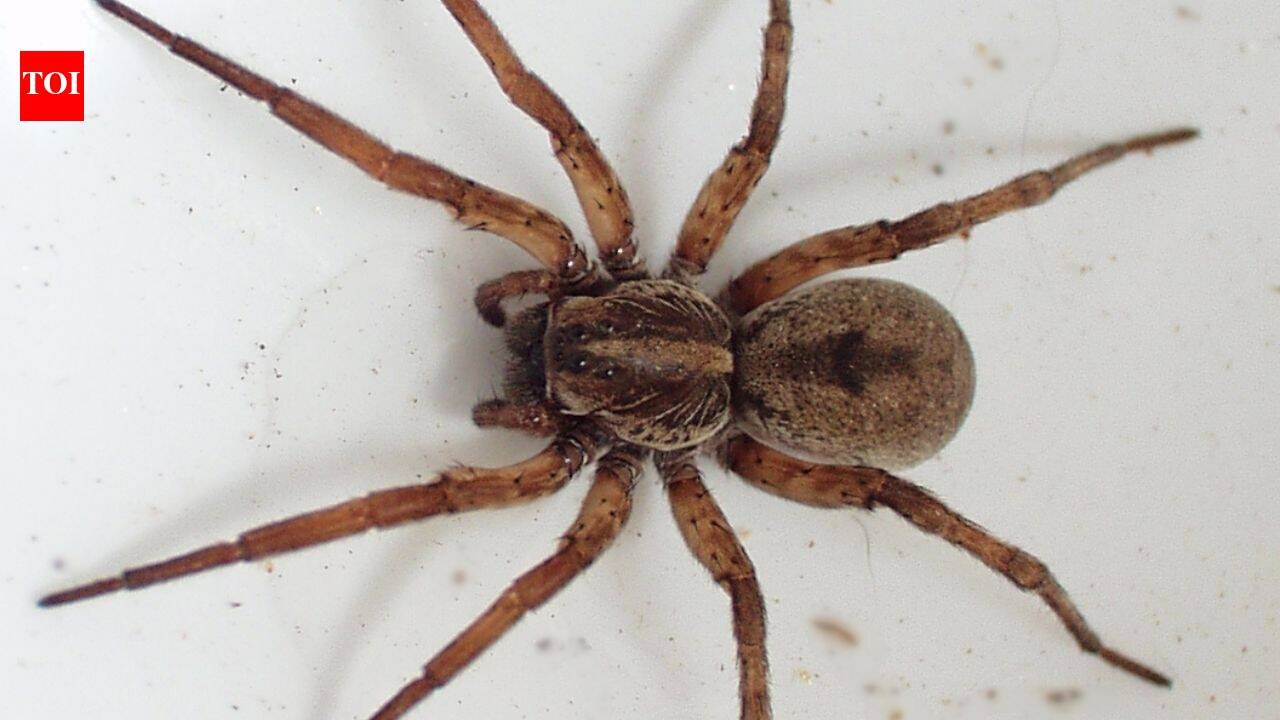 Scientists tested spiders as living DNA traps; their stomach contents can reveal which insects and other animals are living around them