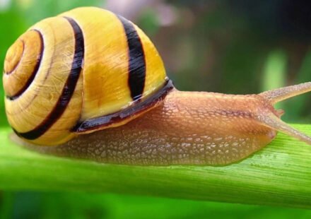 Scientists discover how snails turn mucus into five different materials using calcium, collagen VI and changing protein levels