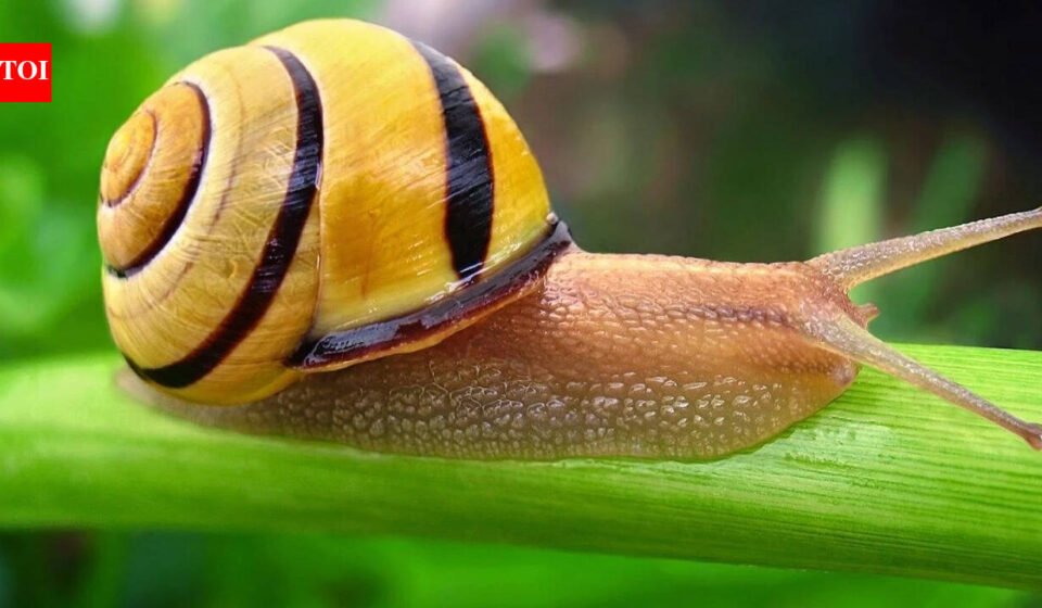 Scientists discover how snails turn mucus into five different materials using calcium, collagen VI and changing protein levels