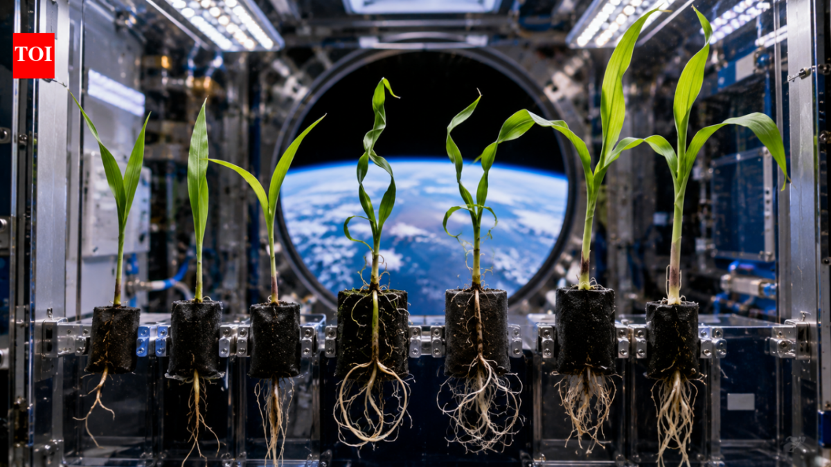 Nasa scientists grew corn seeds in space and found that microgravity changed how the seedlings’ roots and shoots grew