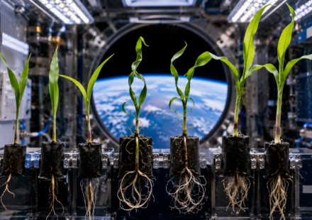 Nasa scientists grew corn seeds in space and found that microgravity changed how the seedlings’ roots and shoots grew