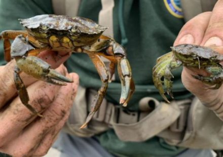 New England has battled invasive green crabs for more than 200 years; now people are eating the destructive species in a bid to protect shellfish, wetlands and coastal ecosystems