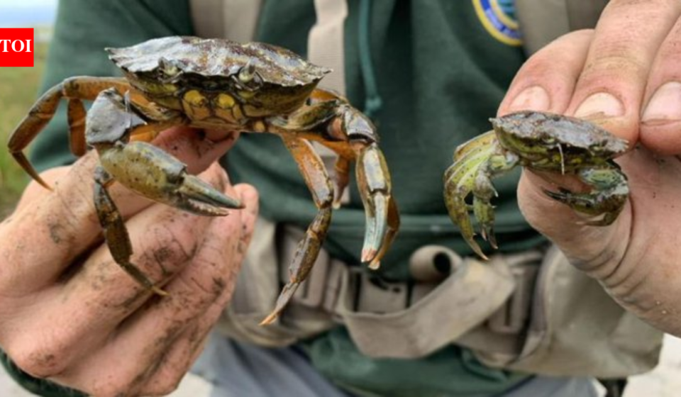 New England has battled invasive green crabs for more than 200 years; now people are eating the destructive species in a bid to protect shellfish, wetlands and coastal ecosystems