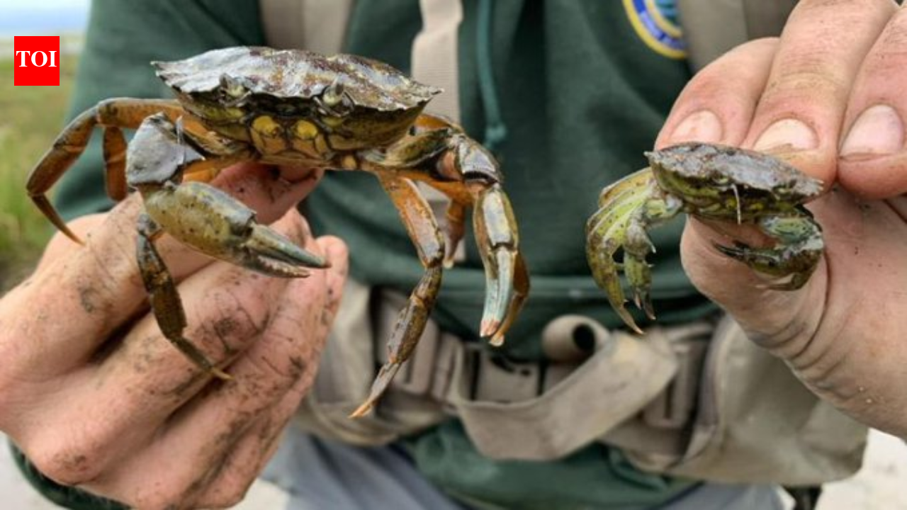 New England has battled invasive green crabs for more than 200 years; now people are eating the destructive species in a bid to protect shellfish, wetlands and coastal ecosystems