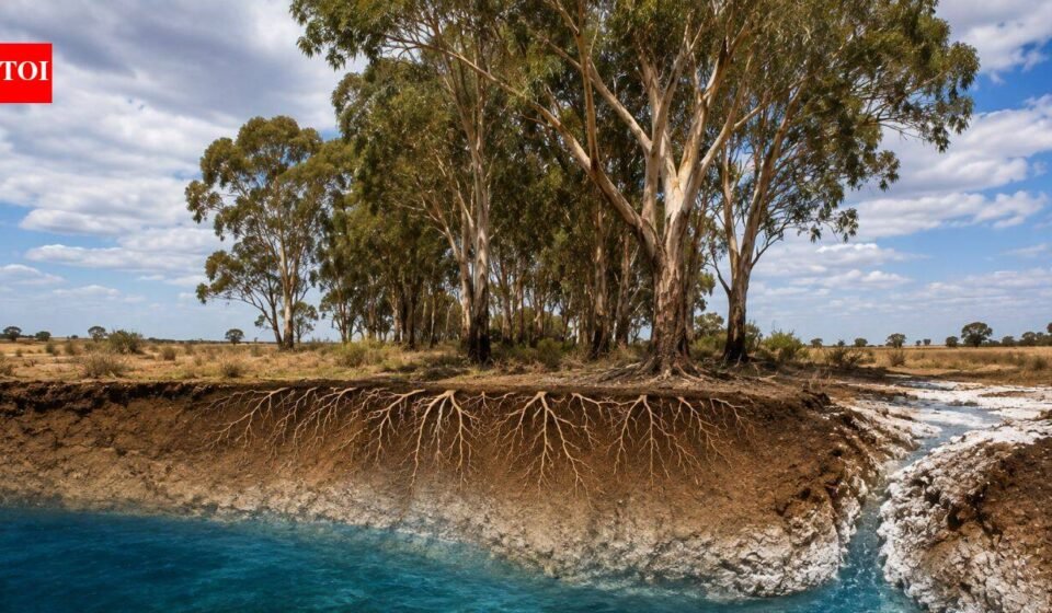 Australia planted eucalyptus trees to fight rising soil salinity; decades later scientists found the plantations were changing groundwater but not the soil nature