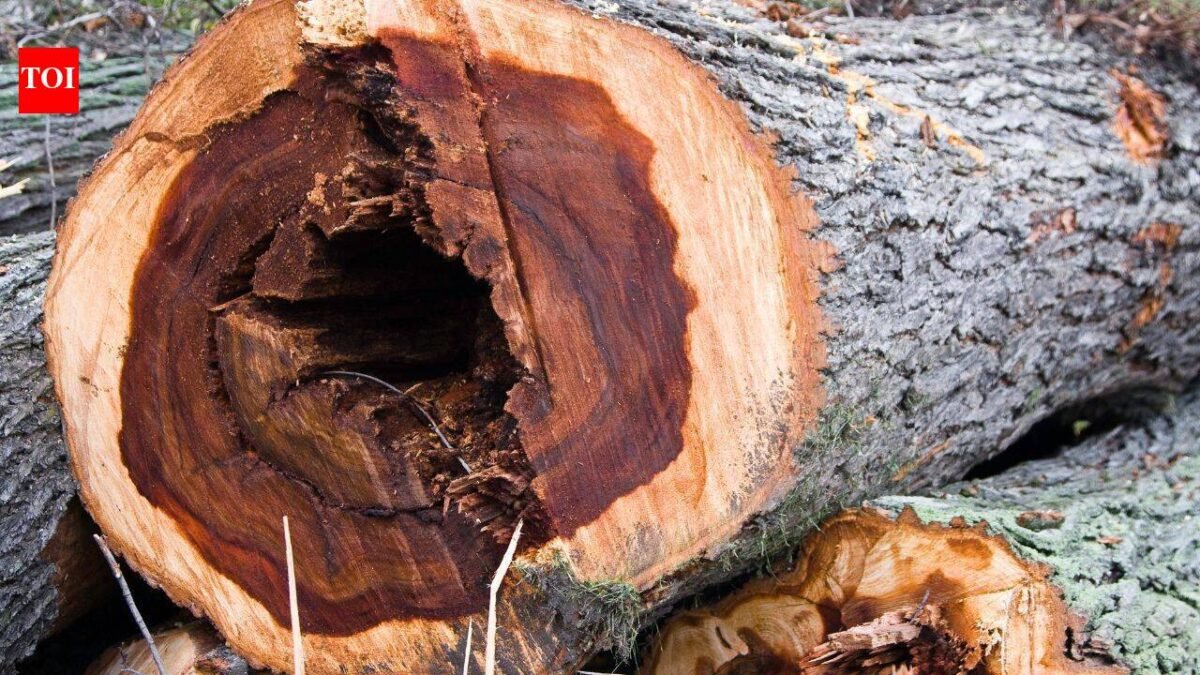 60 years after Dutch elm disease devastated America’s 100 million iconic trees, now scientists have infected 6,000 young elms in a radical bid to bring them back
