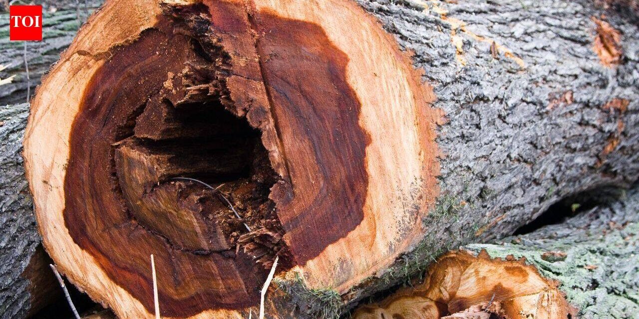 60 years after Dutch elm disease devastated America’s 100 million iconic trees, now scientists have infected 6,000 young elms in a radical bid to bring them back